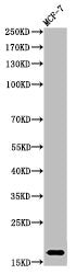 Western Blot analysis of MCF-7 cells using Mono-Methyl-Histone H3 (K37) Polyclonal Antibody