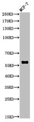 Western Blot analysis of MCF-7 cells using Mono-Methyl-NFκB-p65 (K314/K315) Polyclonal Antibody
