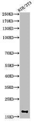 Western Blot analysis of 3T3 cells using Di-Methyl-Histone H3 (K10) Polyclonal Antibody