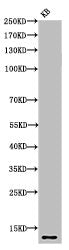 Western Blot analysis of KB cells using Acetyl-Histone H4 (K8) Polyclonal Antibody