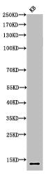 Western Blot analysis of KB cells using Acetyl-Histone H4 (K16) Polyclonal Antibody