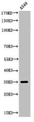 Western Blot analysis of A549 cells using Acetyl-Ref-1 (K6) Polyclonal Antibody