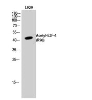 Western Blot analysis of L929 cells using Acetyl-E2F-4 (K96) Polyclonal Antibody
