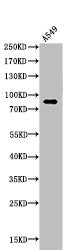 Western Blot analysis of A549 cells using Acetyl-HSP 90 (K435) Polyclonal Antibody