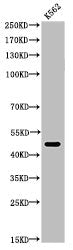 Western Blot analysis of K562 cells using Acetyl-Tubulin α (K352) Polyclonal Antibody