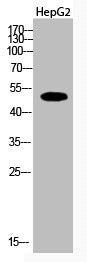 Western Blot analysis of HepG2 cells using Acetyl-Tubulin α (K112) Polyclonal Antibody