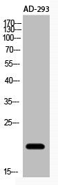 Western Blot analysis of AD-293 cells using Acetyl-NF-E4 (K43) Polyclonal Antibody