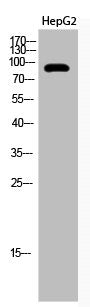 Western Blot analysis of HepG2 cells using Acetyl-PCAF (K428) Polyclonal Antibody