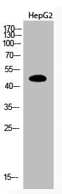 Western Blot analysis of HepG2 cells using Acetyl-PTEN (K402) Polyclonal Antibody