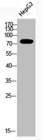 Western Blot analysis of HepG2 cells using Acetyl-Ub (K29) Polyclonal Antibody