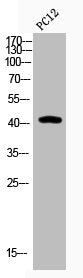 Western Blot analysis of PC-12 cells using Acetyl-AP-1 (K271) Polyclonal Antibody