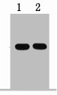 1ug Flag fusion protein+ Primary antibody dilution at 1) 1:5000 2) 1:10000 Transfected 293 cell lysate with Flag-tag fusion protein+ Primary antibody dilution at 1:10000