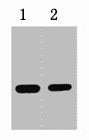 1ug C-Myc fusion protein+ Primary antibody dilution at 1) 1:5000 2) 1:10000