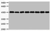 Western blot analysis of Nicotiana tabacum leaf (1), Nicotiana tabacum root (2), Nicotiana seed (3), Oryza sativa flower (4), Oryza sativa seed (5), Oryza sativa leaf (6), Hordeum vulgare seed (7), Hordeum vulgare leaves (8), diluted at 1:3000.