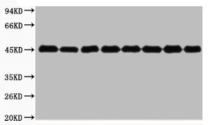 Western blot analysis of Nicotiana tabacum leaf (1), Nicotiana tabacum root (2), Nicotiana seed (3), Oryza sativa flower (4), Oryza sativa seed (5), Oryza sativa leaf (6), Hordeum vulgare seed (7), Hordeum vulgare leaves (8), diluted at 1:3000.