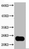 10ug total Nicotiana tabacum lysate + primary antibody dilute at 1:3000