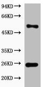 Western blot analysis of 293T cell lysate, diluted at 1:2000.