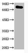 Western blot analysis of Hela, diluted at 1:1000.