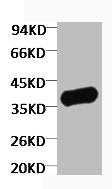 Western blot analysis of Zebrafish skeletal muscle, diluted at 1:5000.