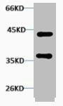 Western blot analysis of Hela, Rabbit pAb diluted at 1:2000.