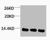 Western blot analysis of 1) Hela, 2) 3T3, 3) Rat Kidney tissue, diluted at 1:1000.