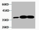 Western blot analysis of 1) Hela, 2) Mouse Brain, 3) Rat Brain tissue, diluted at 1:3000.