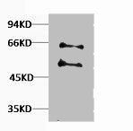 Western blot analysis of Hela, Rabbit pAb diluted at 1:2000.