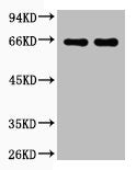 Western blot analysis of Bovine Serum Albumin, Rabbit pAb diluted at 1) 1:2000 2) 1:5000