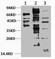 Western blot analysis of 1) Hela, 2) 3T3, 3) Rat Brain tissue, diluted at 1:2000.
