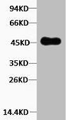 Western blot analysis of Hela, Rabbit pAb diluted at 1:2000.