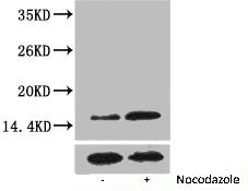 Western blot analysis of extracts from Hela cells, untreated (-) or treated, 1:2000.