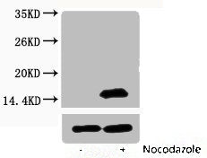 Western blot analysis of extracts from Hela cells, untreated (-) or treated, 1:2000.