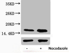 Western blot analysis of extracts from Hela cells, untreated (-) or treated, 1:2000.