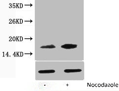 Western blot analysis of extracts from Hela cells, untreated (-) or treated, 1:2000.
