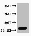 Western blot analysis of Hela, diluted at 1:2000.