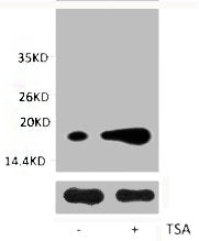 Western blot analysis of extracts from Hela cells, untreated (-) or treated, 1:2000.