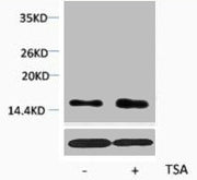 Western blot analysis of extracts from Hela cells, untreated (-) or treated, 1:2000.