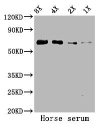 Western Blot Positive WB detected in: Horse serum All lanes: ALB antibody at 5.2µg/ml Secondary Goat polyclonal to rabbit IgG at 1/50000 dilution Predicted band size: 69 kDa Observed band size: 69 kDa