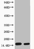 Western blot analysis of extracts from Hela cells, untreated (-) or treated, 1:5000.