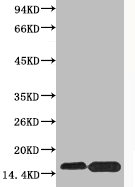 Western blot analysis of extracts from Hela cells, untreated (-) or treated, 1:5000.