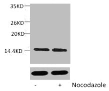 Western blot analysis of extracts from Hela cells, untreated (-) or treated, 1:5000.