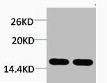 Western blot analysis of 1) Hela, 2) 3T3, diluted at 1:2000.