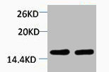 Western blot analysis of 1) Hela, 2) 3T3, diluted at 1:2000.