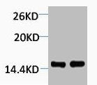 Western blot analysis of 1) Hela, 2) 3T3, diluted at 1:2000.