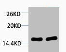 Western blot analysis of 1) Hela, 2) 3T3, diluted at 1:2000.