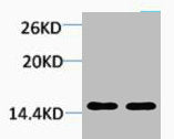 Western blot analysis of 1) Hela, 2) 3T3, diluted at 1:2000.