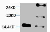 Western blot analysis of 1) Hela, 2) 3T3, diluted at 1:2000.