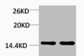 Western blot analysis of 1) Hela, 2) 3T3, diluted at 1:2000.