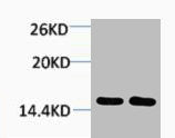 Western blot analysis of 1) Hela, 2) 3T3, diluted at 1:2000.