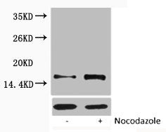 Western blot analysis of extracts from Hela cells, untreated (-) or treated, 1:5000.